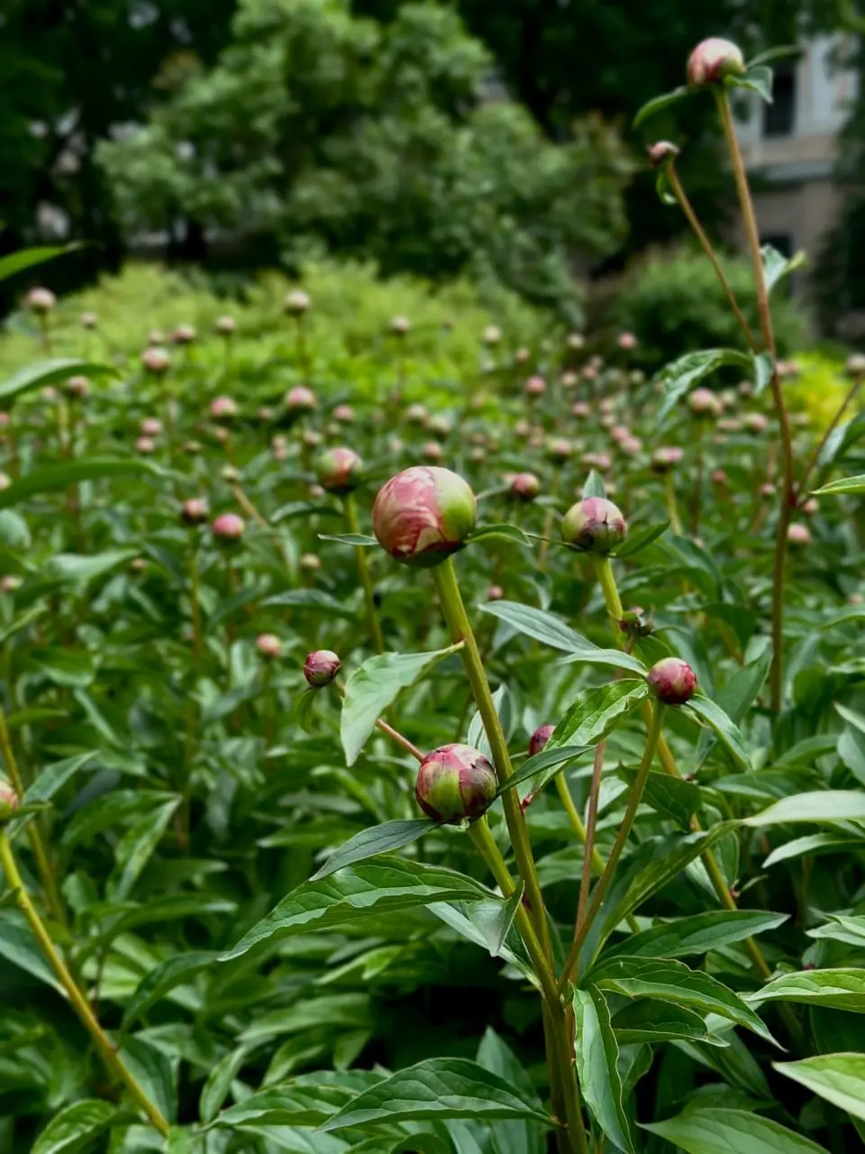 Пионы в Аничковом саду