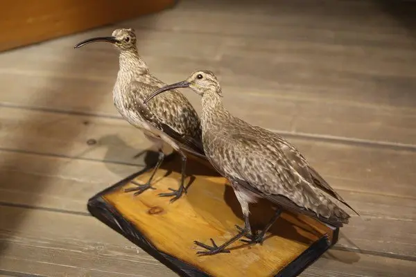 Экскурсия "Животный мир Томской области"