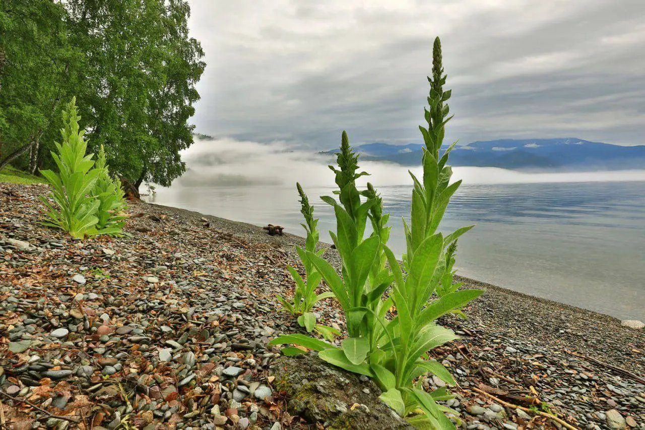 Погода и планы на день в Республике Алтай