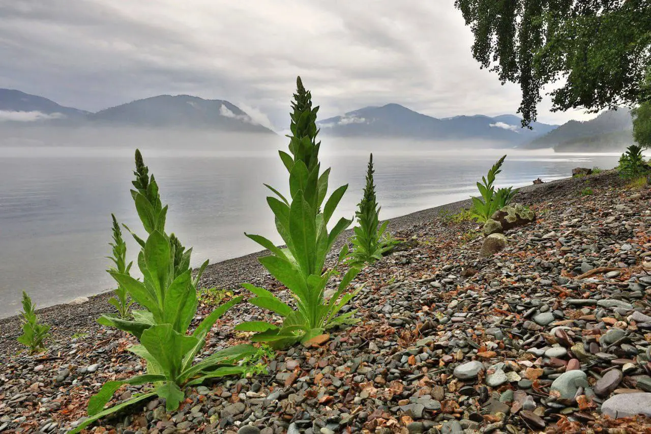 Погода и планы на день в Республике Алтай