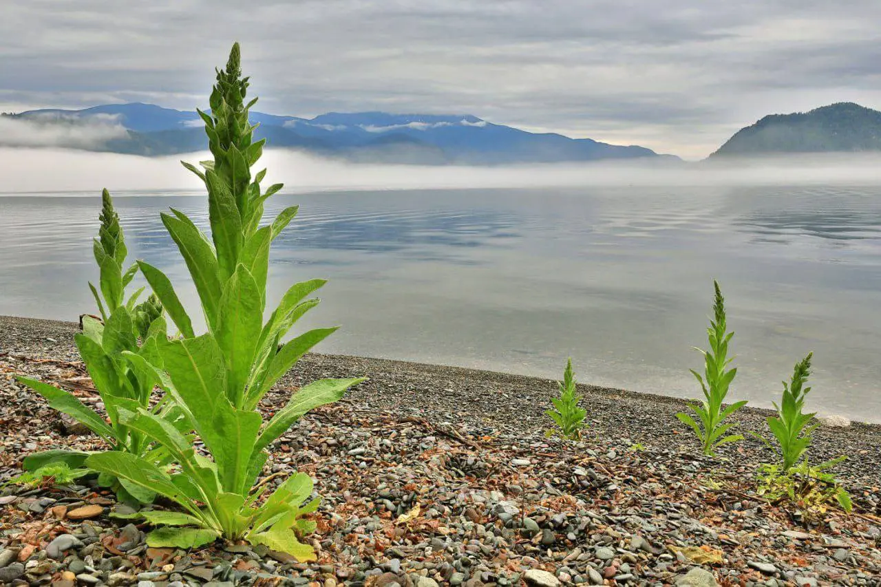 Погода и планы на день в Республике Алтай