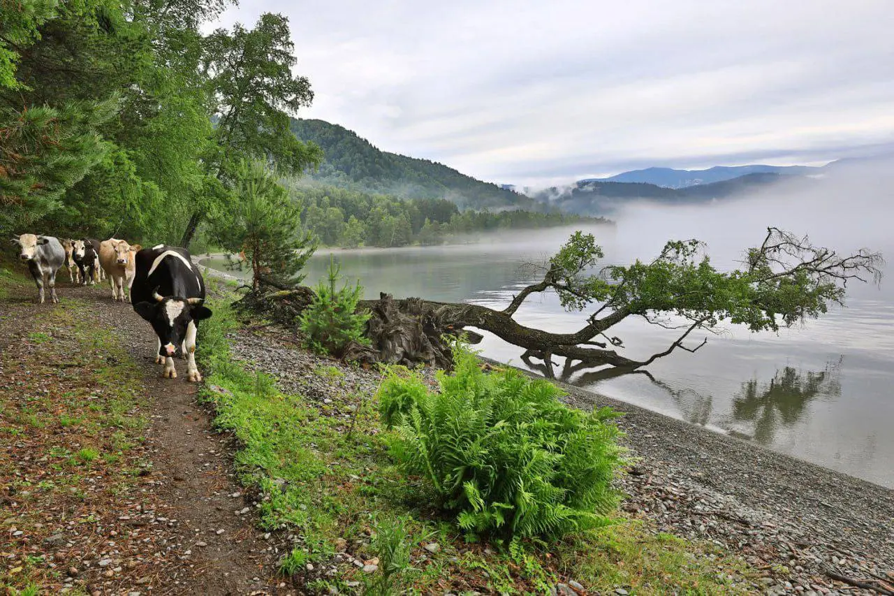Погода и планы на день в Республике Алтай