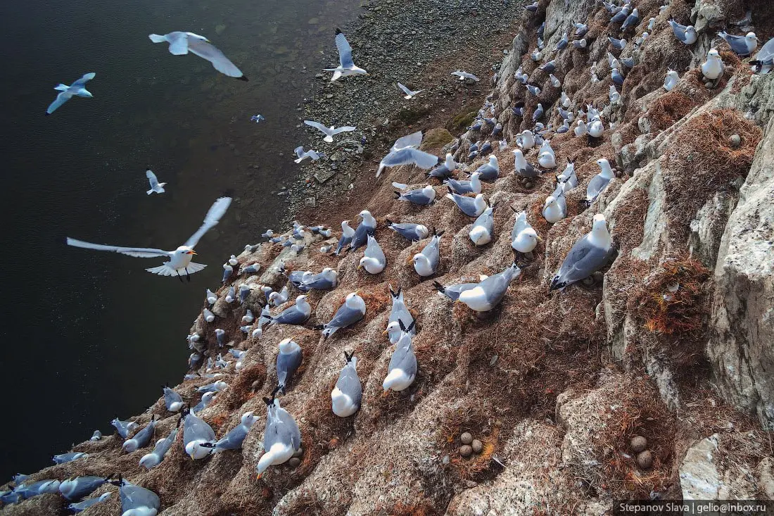 Птичий базар на скалах извилистого русла реки Унга