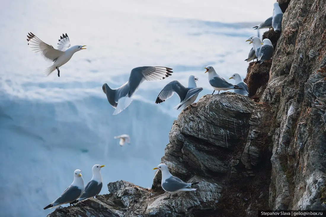 Птичий базар на скалах извилистого русла реки Унга