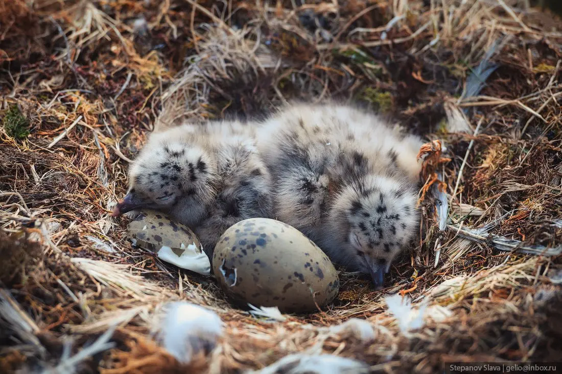 Птичий базар на скалах извилистого русла реки Унга