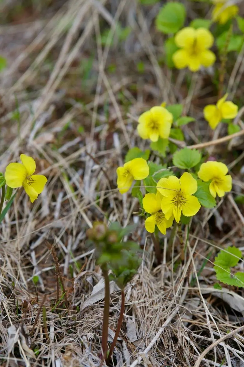 Сплавы по Листвянке 21 и 22 июня 2025