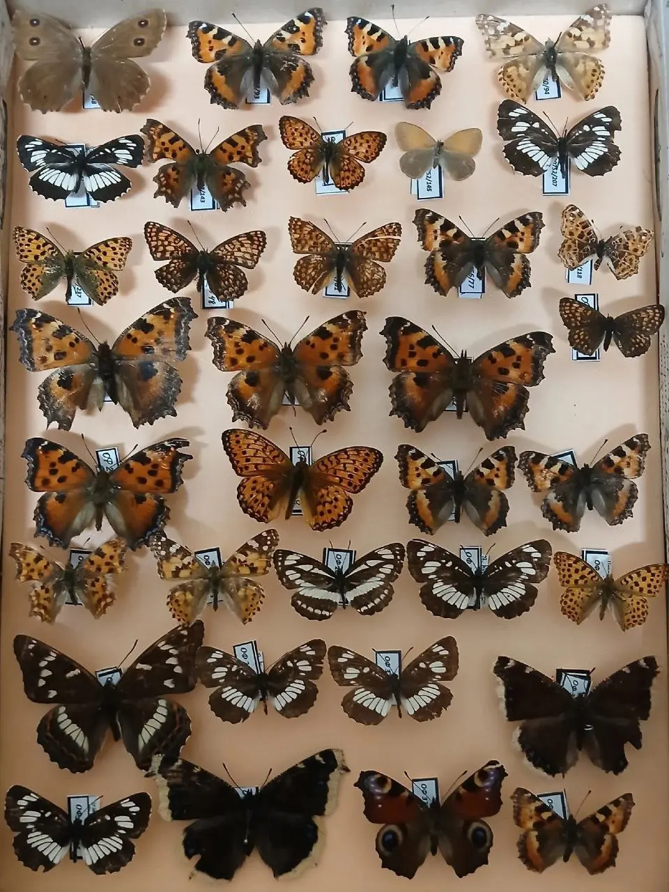 Крылатые цветы Зауралья