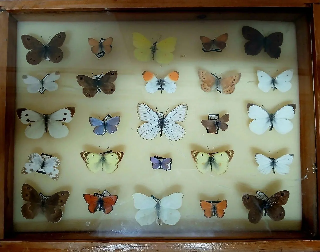 Крылатые цветы Зауралья