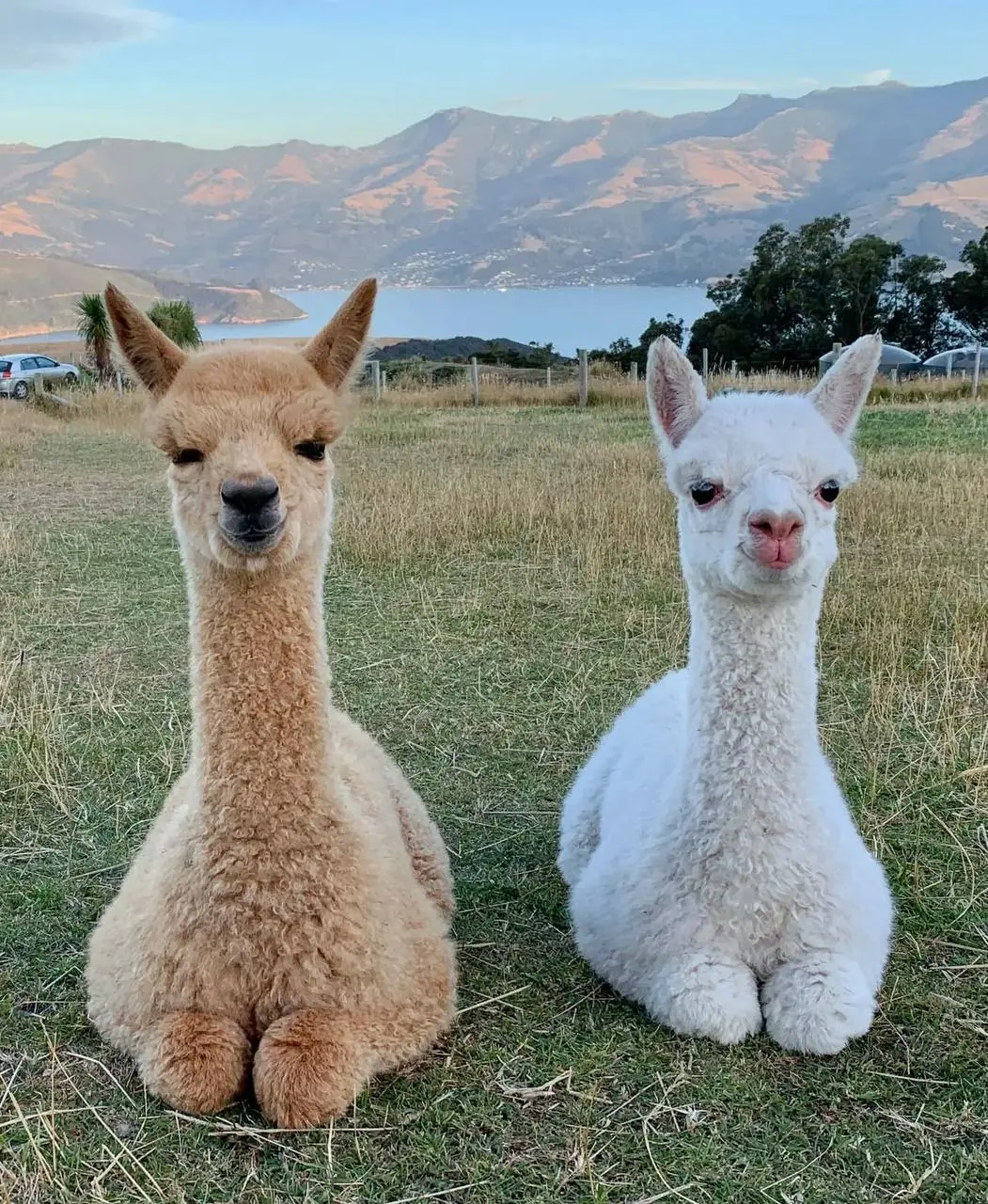 Альпака-парк ОТКРЫТ