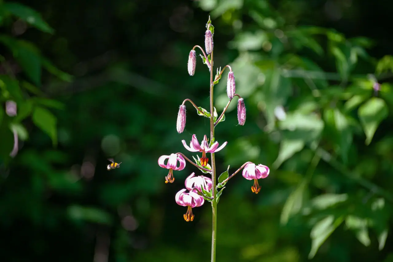 выставка «Петр Шуляк. Кинолента судьбы» в ГМИЛИКА, прогулки в галерее Ивана Ильющенко, встреча с участниками фестиваля Роберта Рождественского, прогулки с хвостатыми постояльцами в приюте «Ласка», встреча клуба вышивальщиц в Шишковке