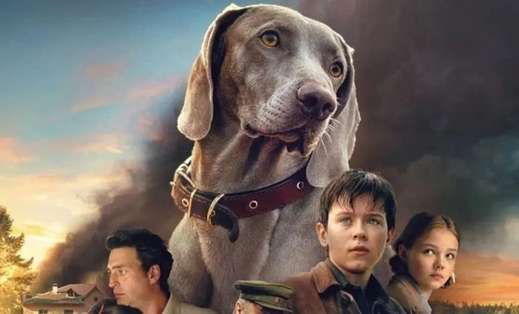 Любимые кинопоказы в рамках проекта «Под звёздным небом Тольятти»