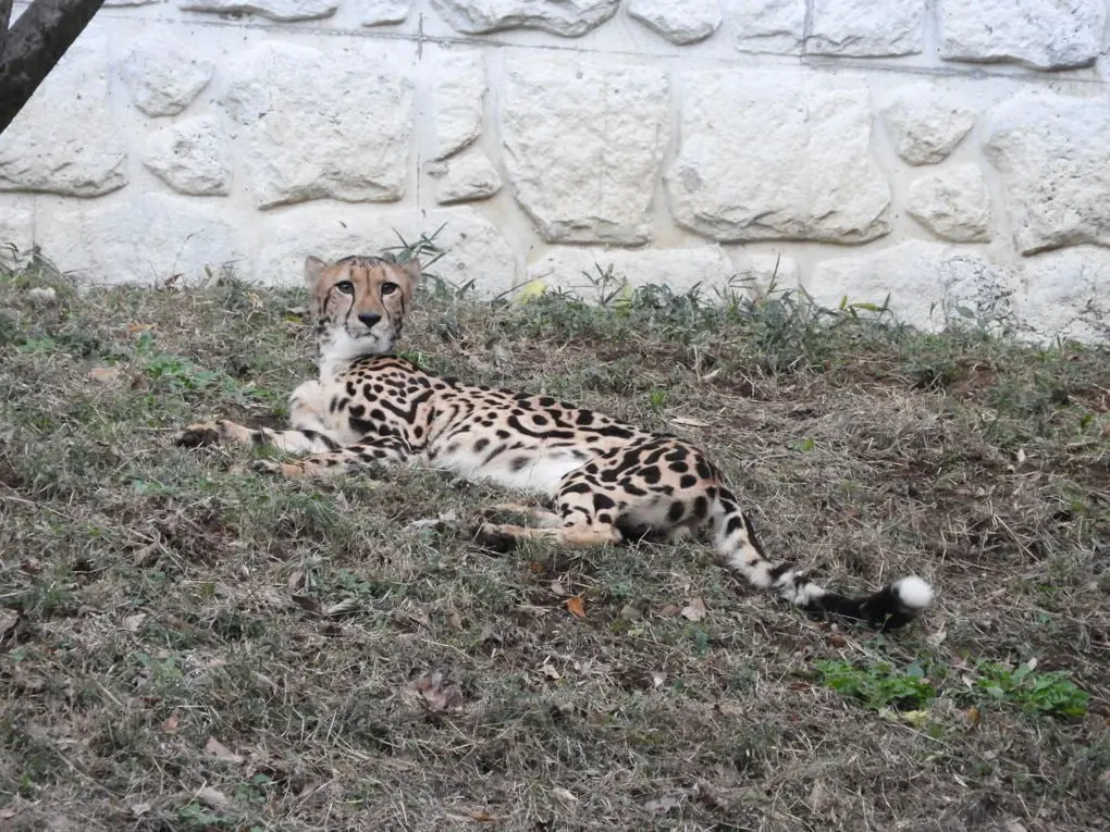 Николай Карпов, лекция "Прогулка по зоопарку "Тама"