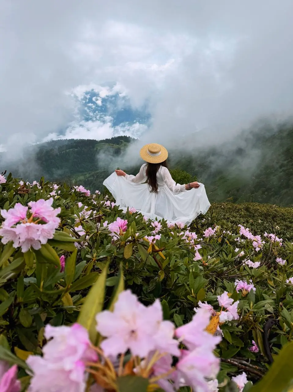 ПОСЛЕДНИЕ РОДОДЕНДРОНЫ НА ХРЕБТЕ АИБГА