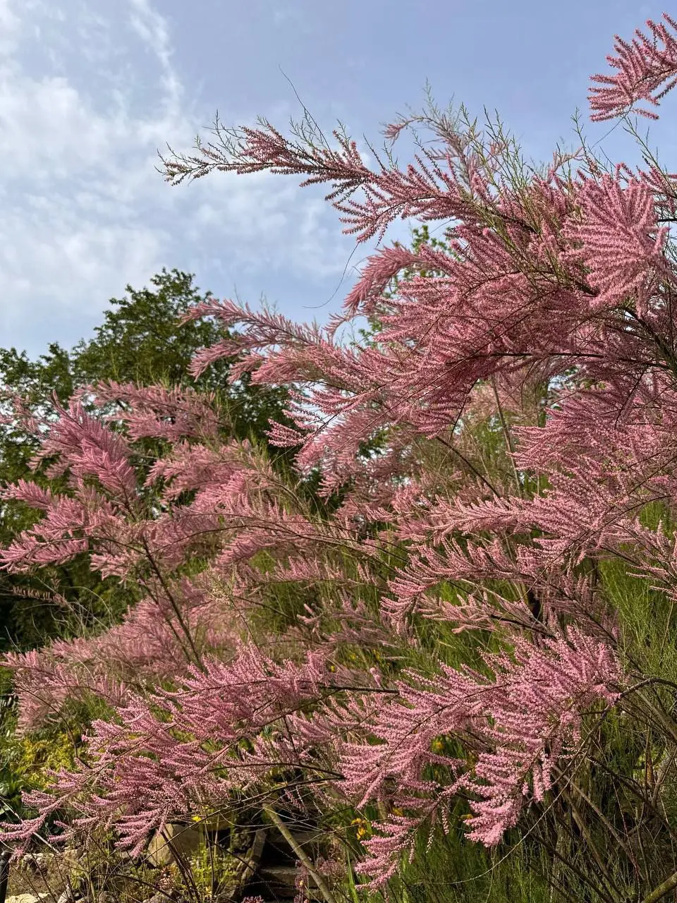 Цветение тамарикса в Ботаническом саду Петра Великого