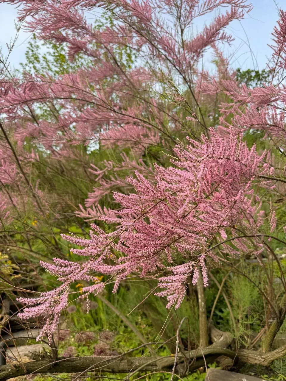 Цветение тамарикса в Ботаническом саду Петра Великого