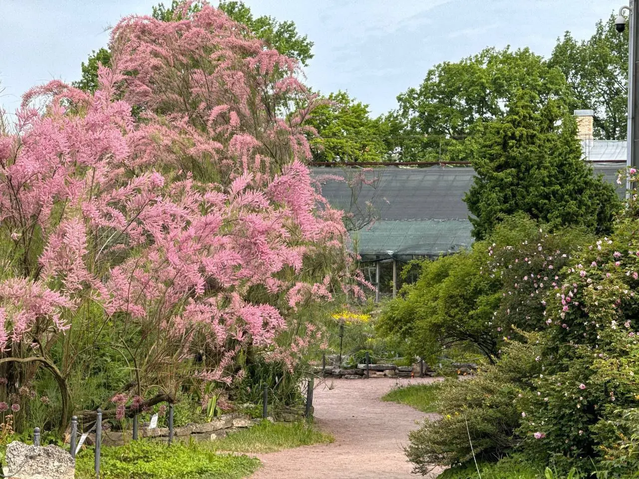 Цветение тамарикса в Ботаническом саду Петра Великого
