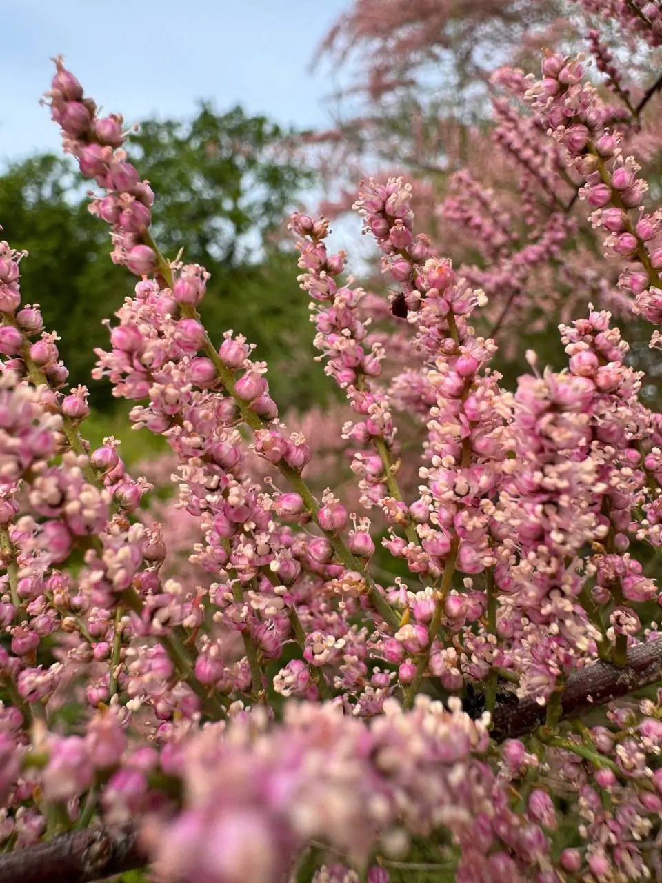 Цветение тамарикса в Ботаническом саду Петра Великого