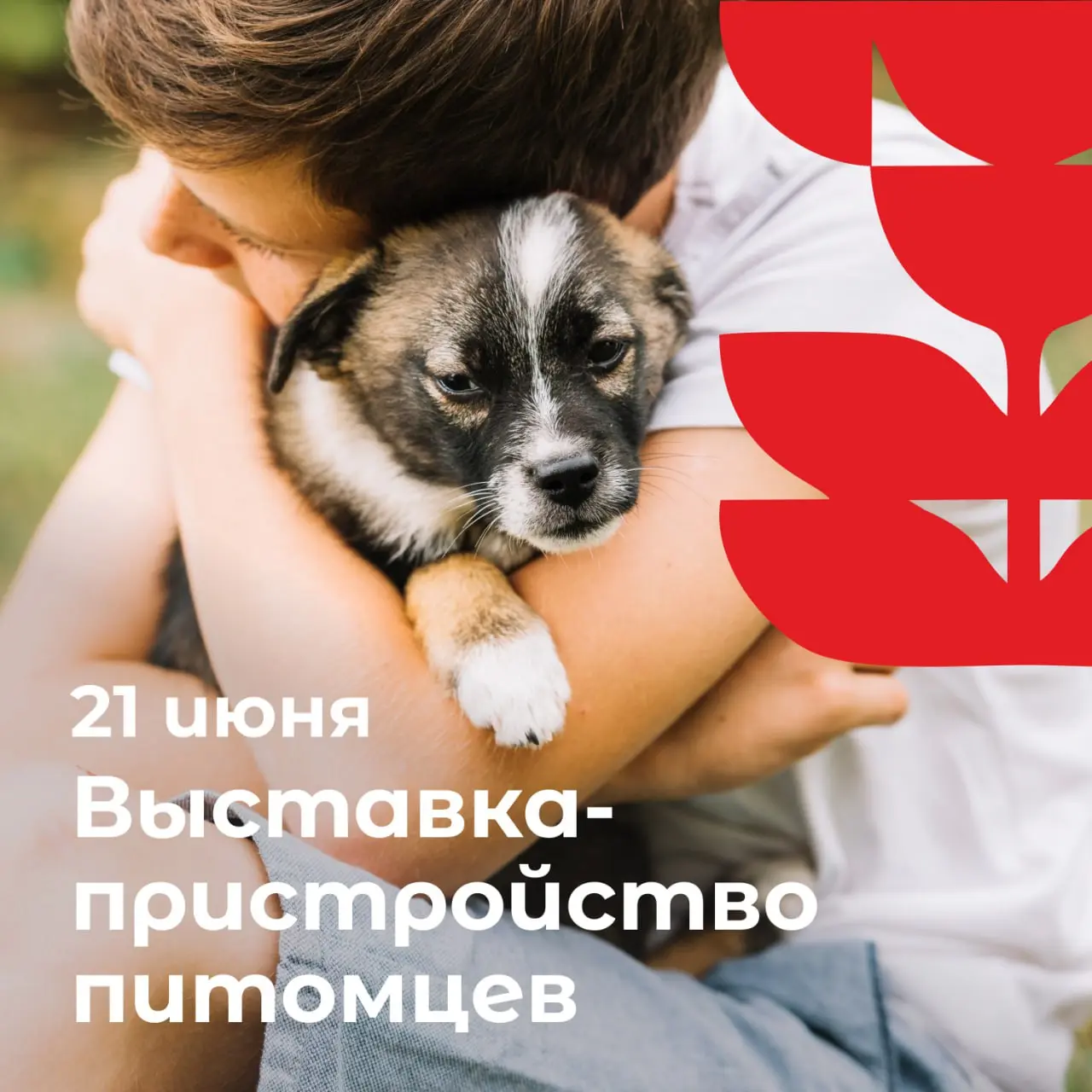 выставка-пристройство питомцев