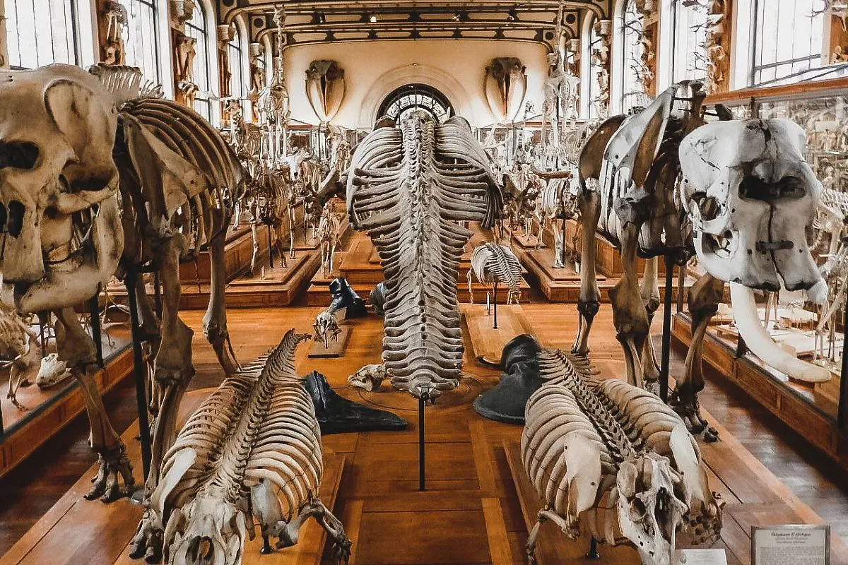 В этот четверг вход в Палеонтологический музей бесплатный для детей до 18 лет