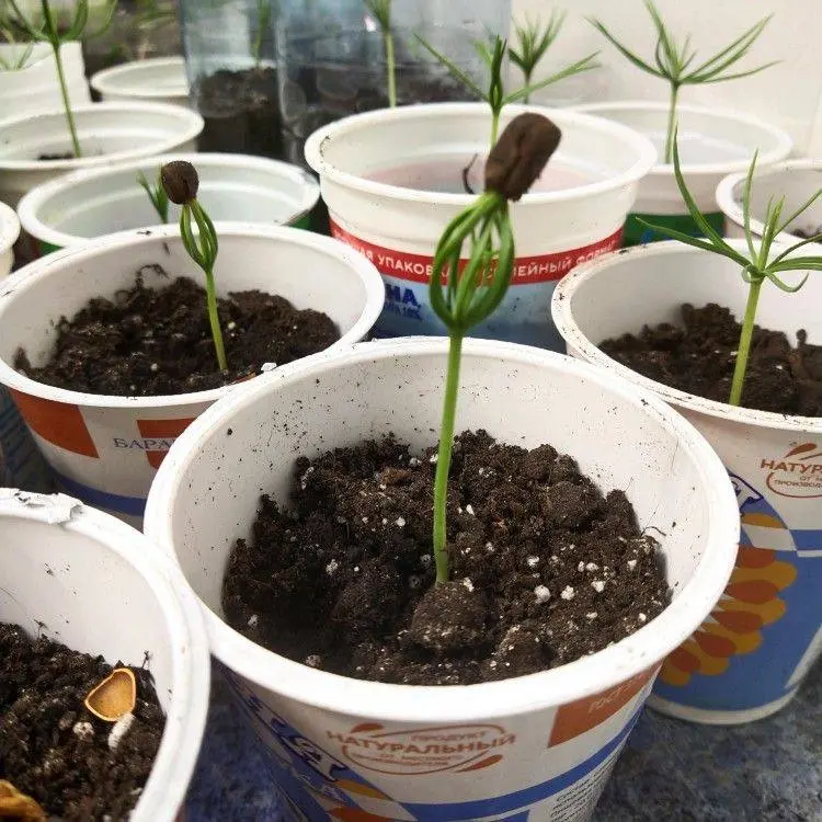 Обмен книг на сибирский кедр в парке Яуза 26 июня