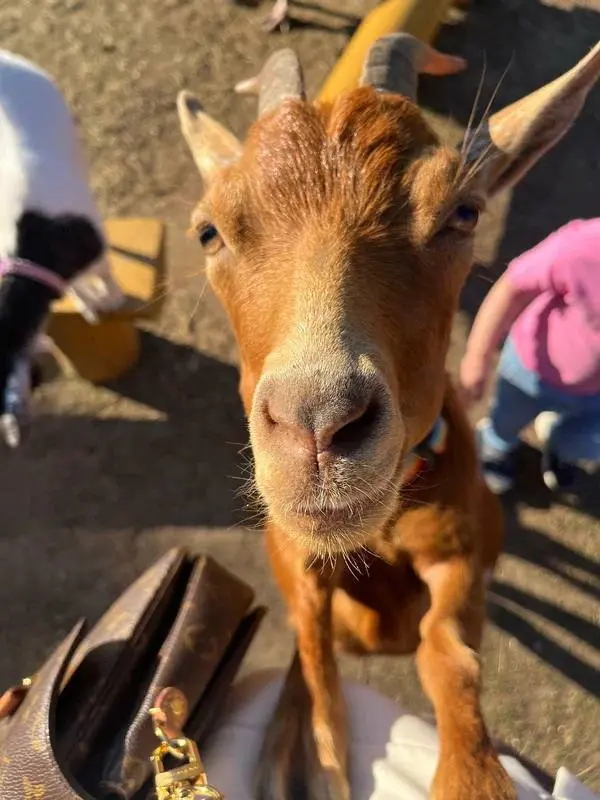 Собираемся на природу к животным