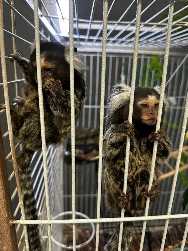 Собираемся на природу к животным