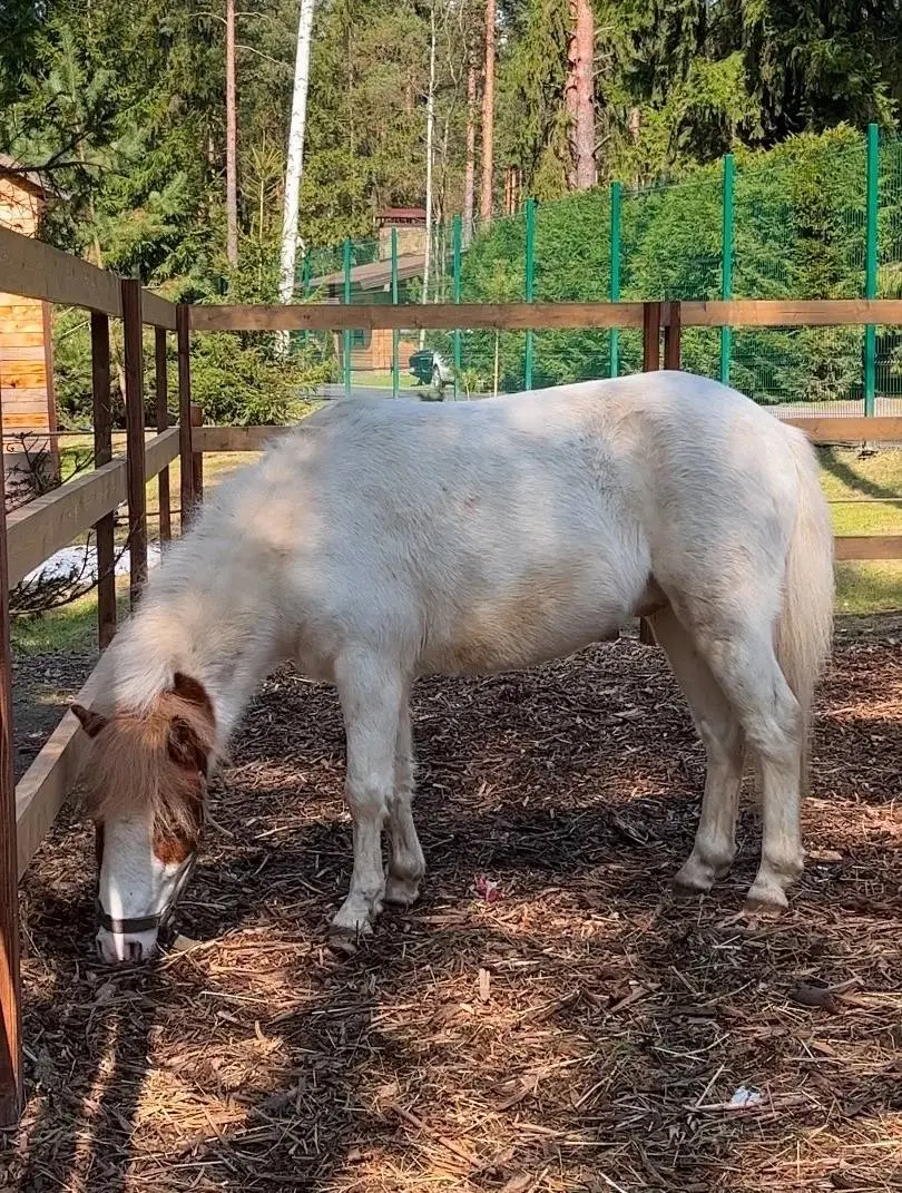 Собираемся на природу к животным