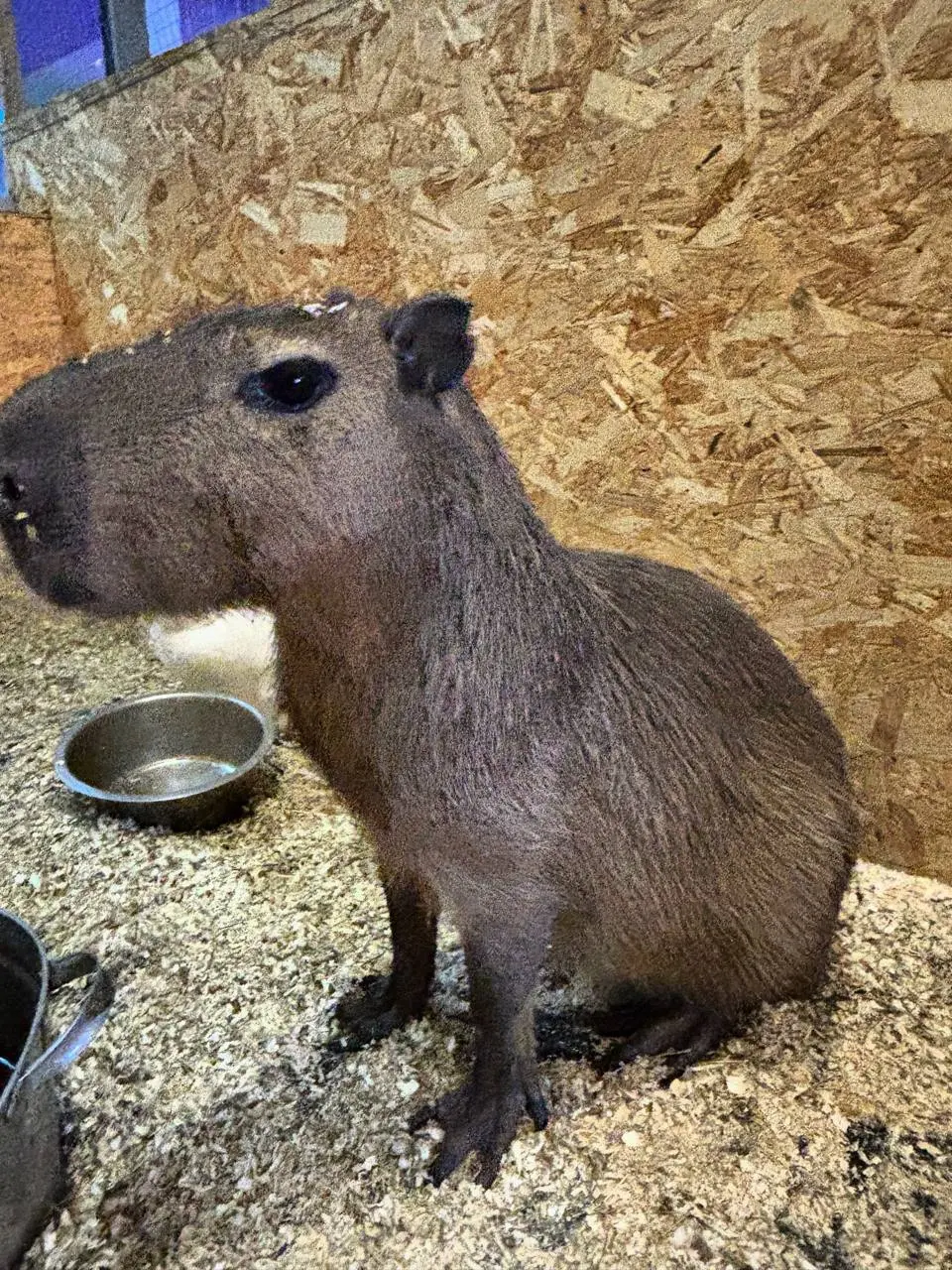 Собираемся на природу к животным