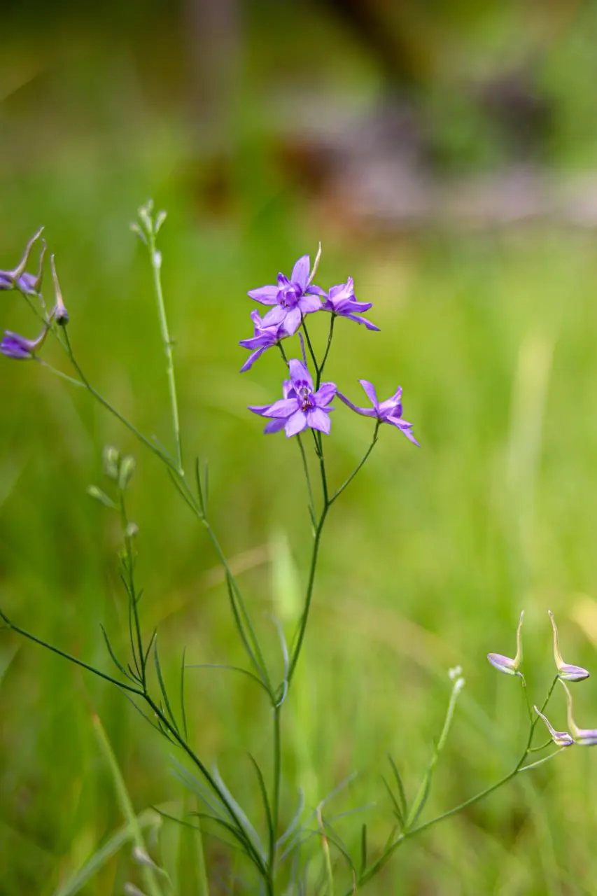 Яркие краски белгородского луга в объективе Александра Лобынцева