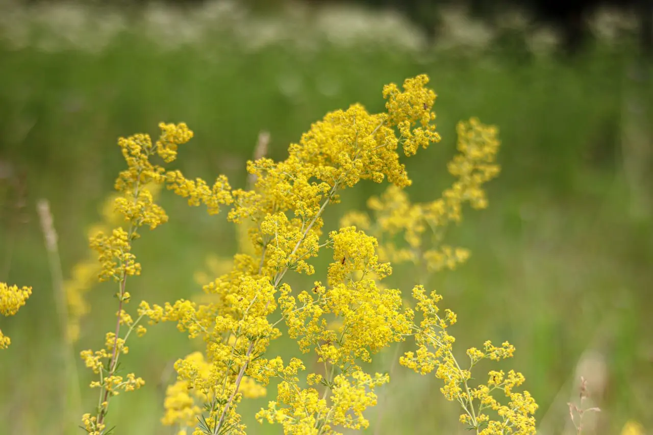 Яркие краски белгородского луга в объективе Александра Лобынцева