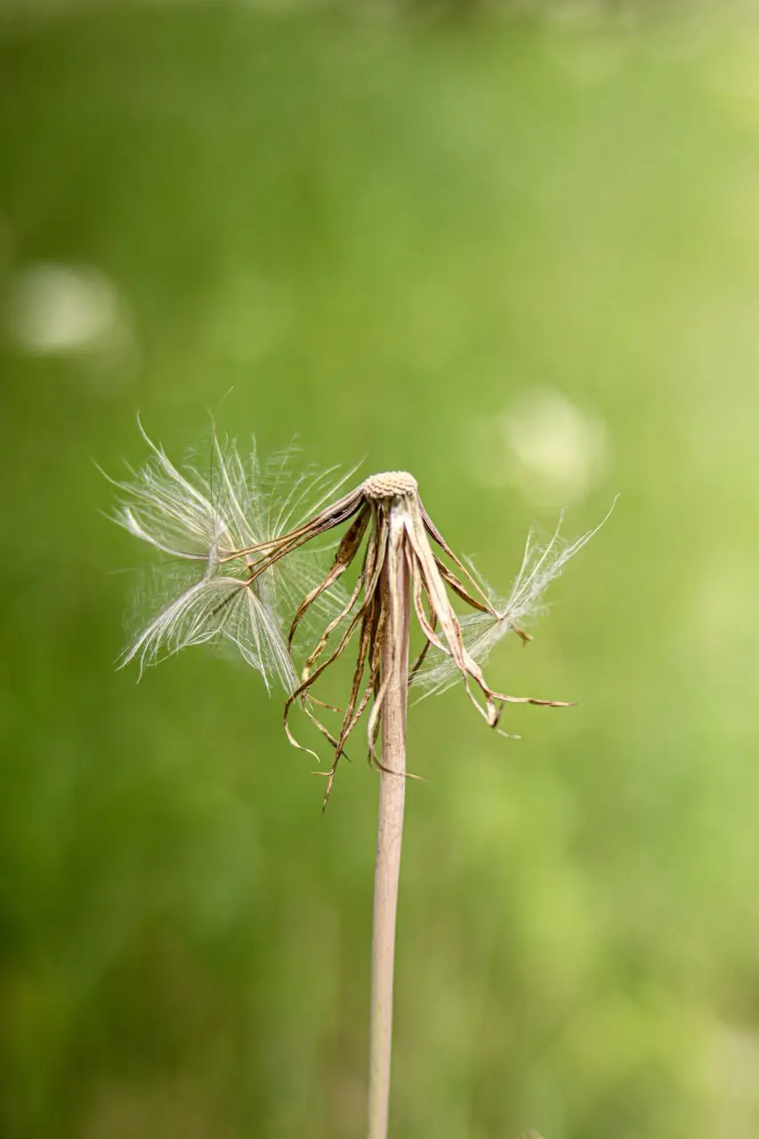 Яркие краски белгородского луга в объективе Александра Лобынцева