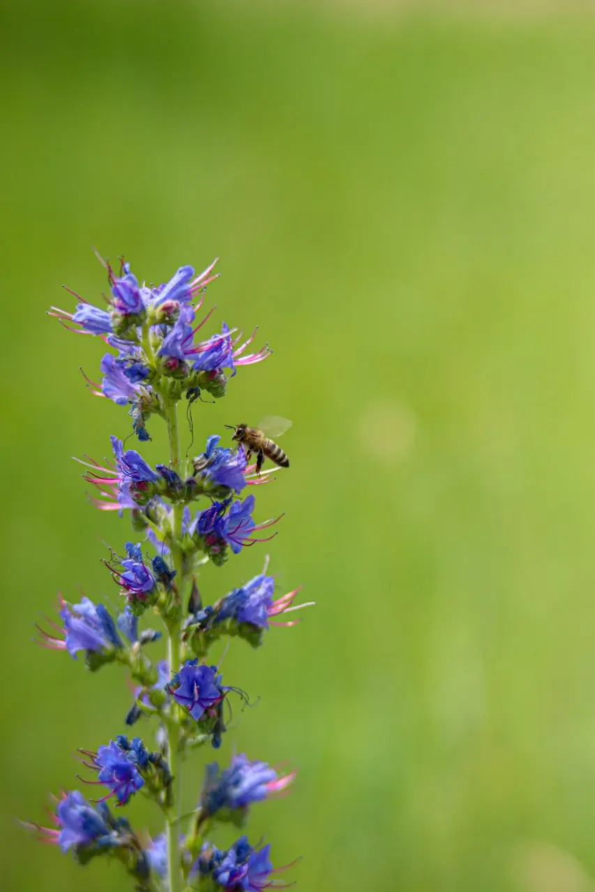 Яркие краски белгородского луга в объективе Александра Лобынцева