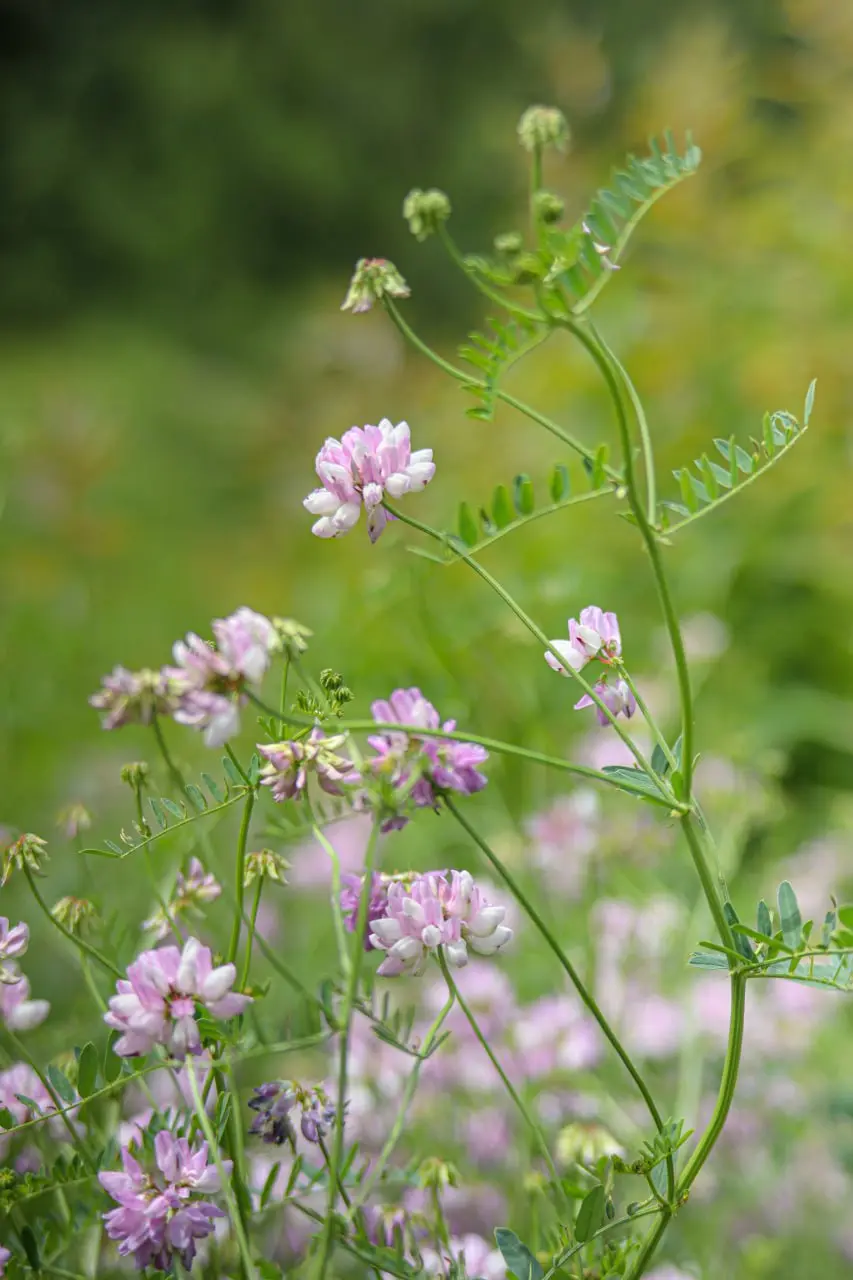 Яркие краски белгородского луга в объективе Александра Лобынцева