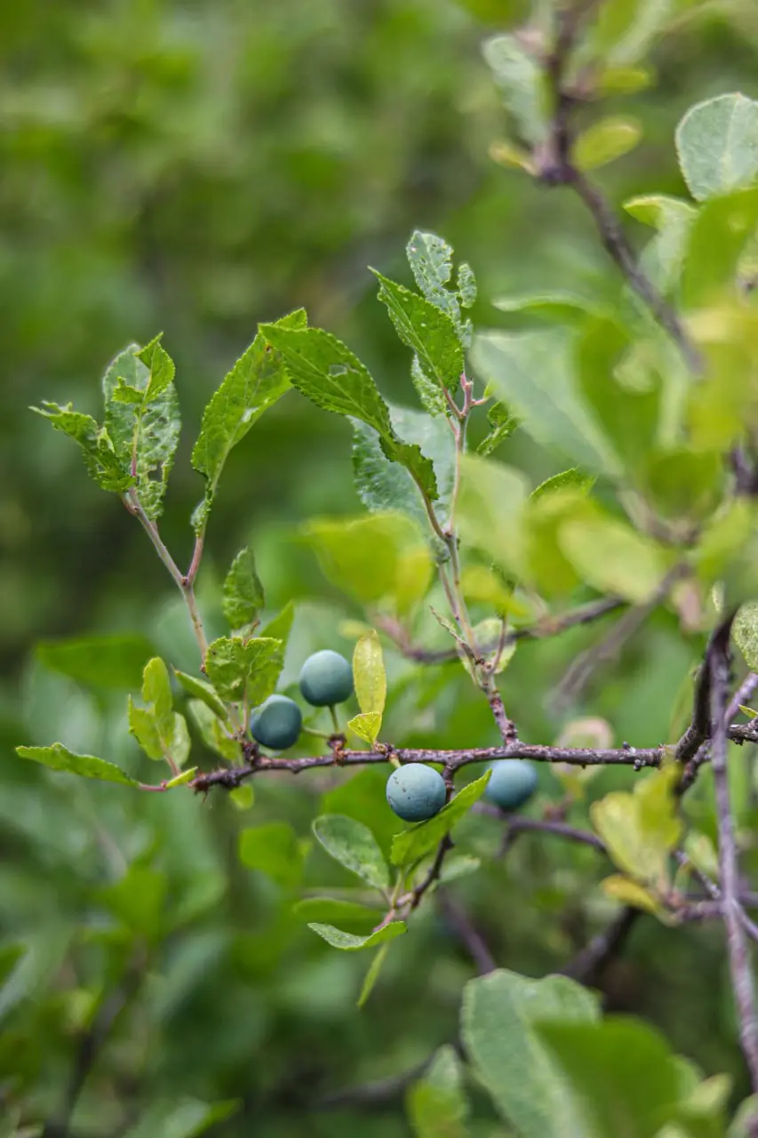 Яркие краски белгородского луга в объективе Александра Лобынцева