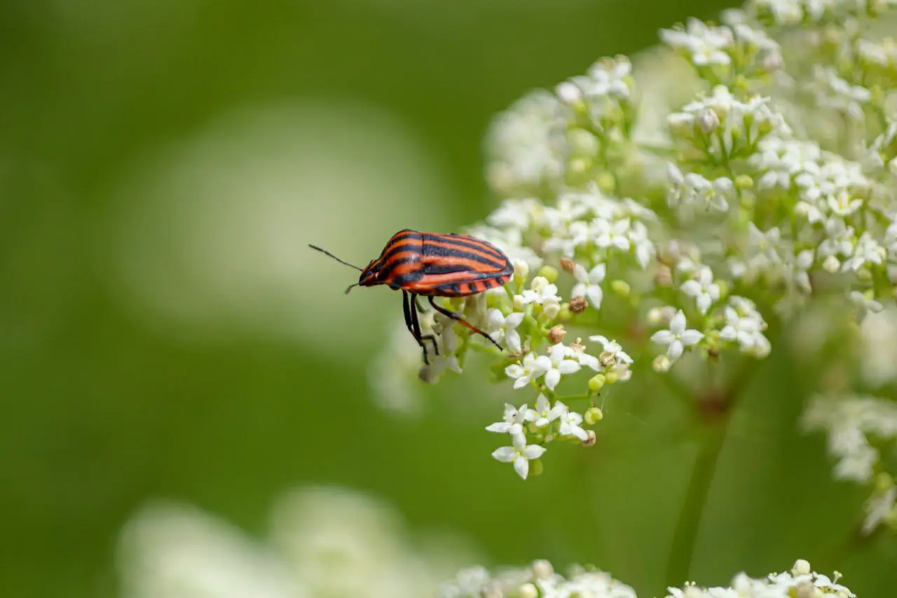 Яркие краски белгородского луга в объективе Александра Лобынцева