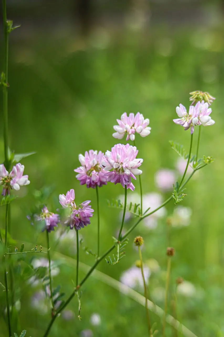 Яркие краски белгородского луга в объективе Александра Лобынцева