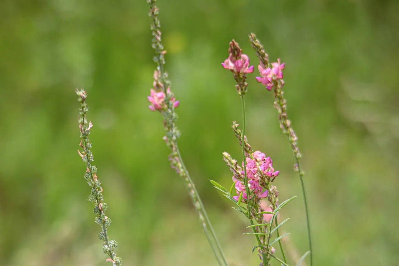 Яркие краски белгородского луга в объективе Александра Лобынцева