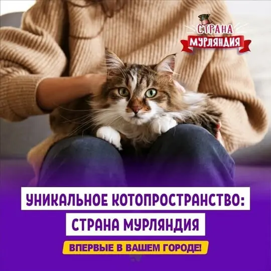 Котопространство «Страна Мурляндия» в Мытищах