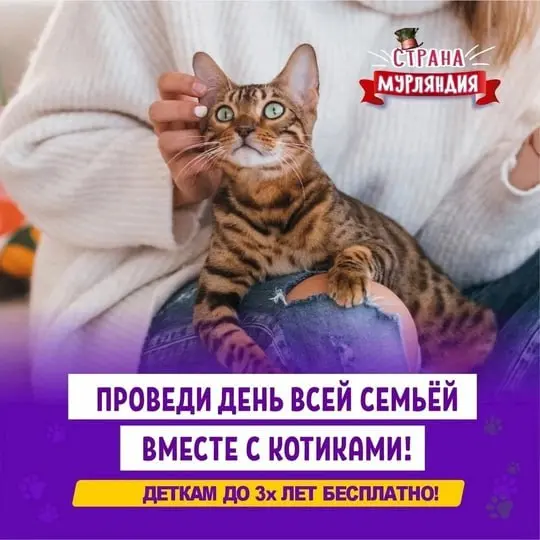Котопространство «Страна Мурляндия» в Мытищах