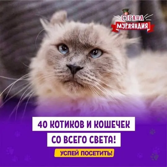 Котопространство «Страна Мурляндия» в Мытищах