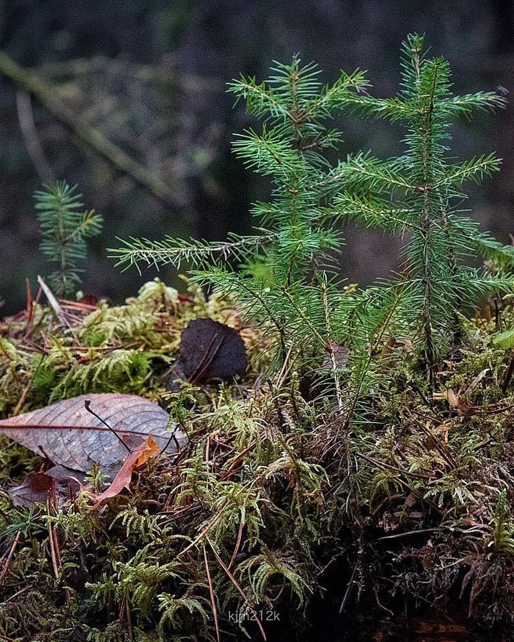 Сказочный экомаршрут Лесная тропа