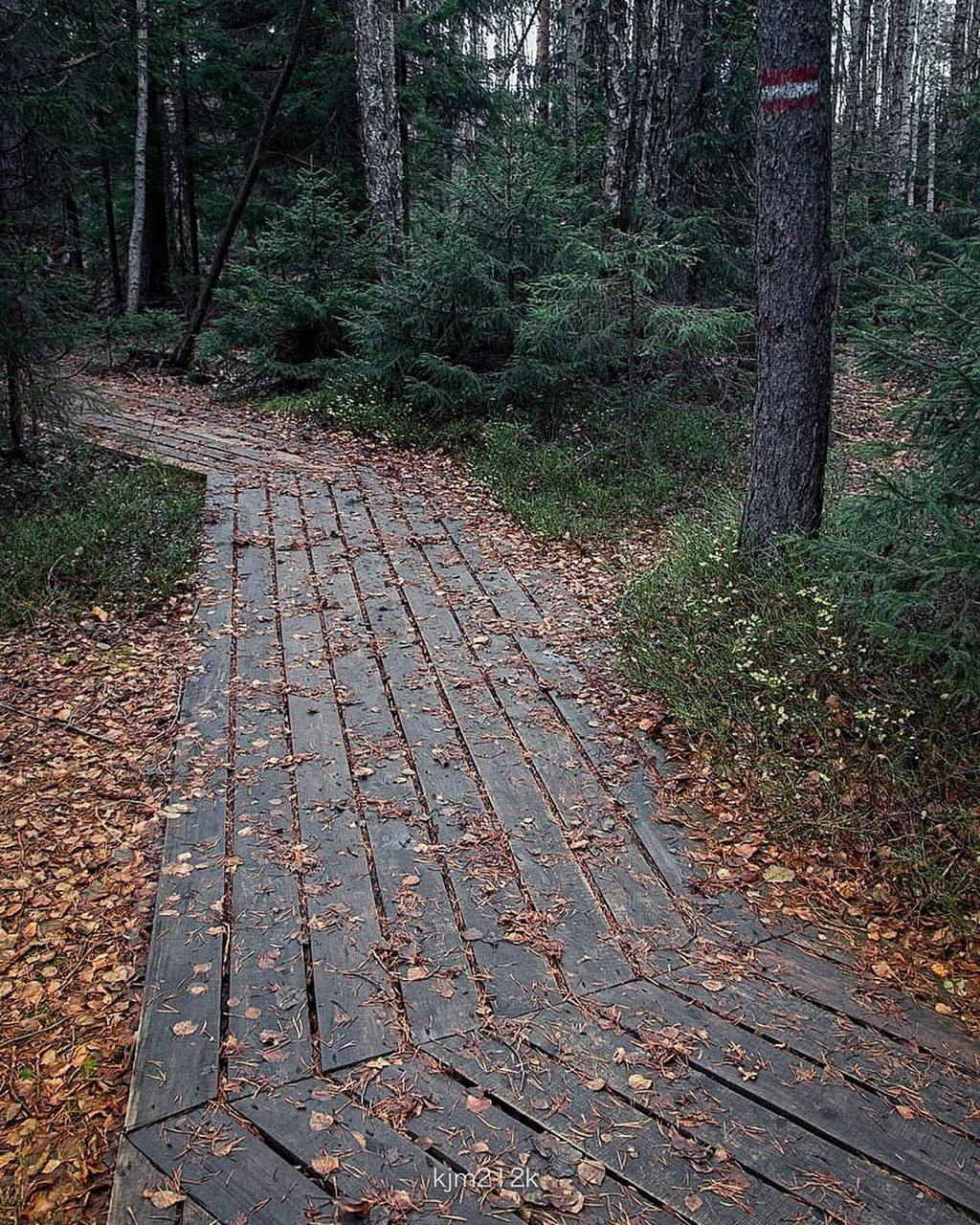 Сказочный экомаршрут Лесная тропа