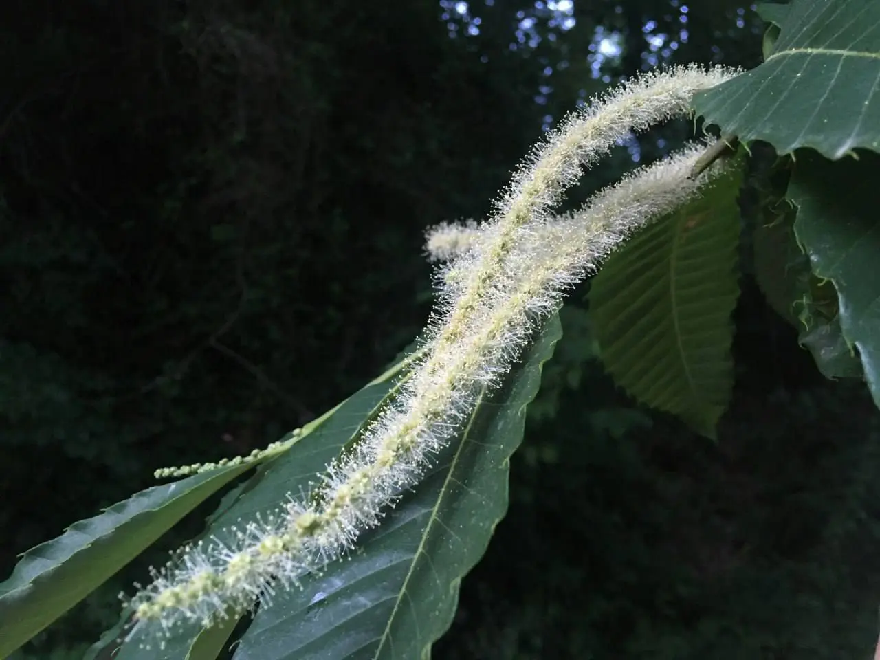 Встреча с природоведом Полиной Смирновой «Сокровище нашего леса - каштан»