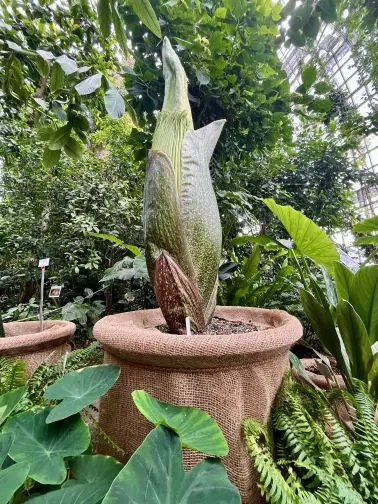 Цветущий гигант | Titanenwurz (Amorphophallus titanum) в Берлинско ботаническом саду