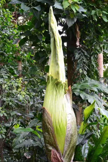 Цветущий гигант | Titanenwurz (Amorphophallus titanum) в Берлинско ботаническом саду