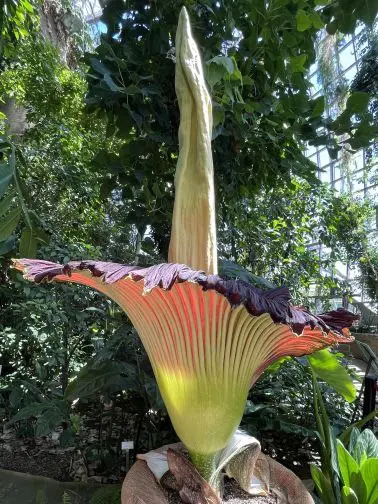 Цветущий гигант | Titanenwurz (Amorphophallus titanum) в Берлинско ботаническом саду