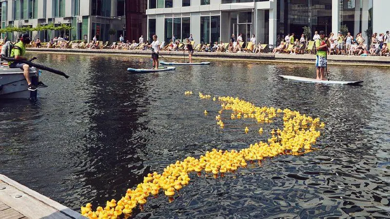 Утки и драконы: в Паддингтоне пройдут два необычных заплыва