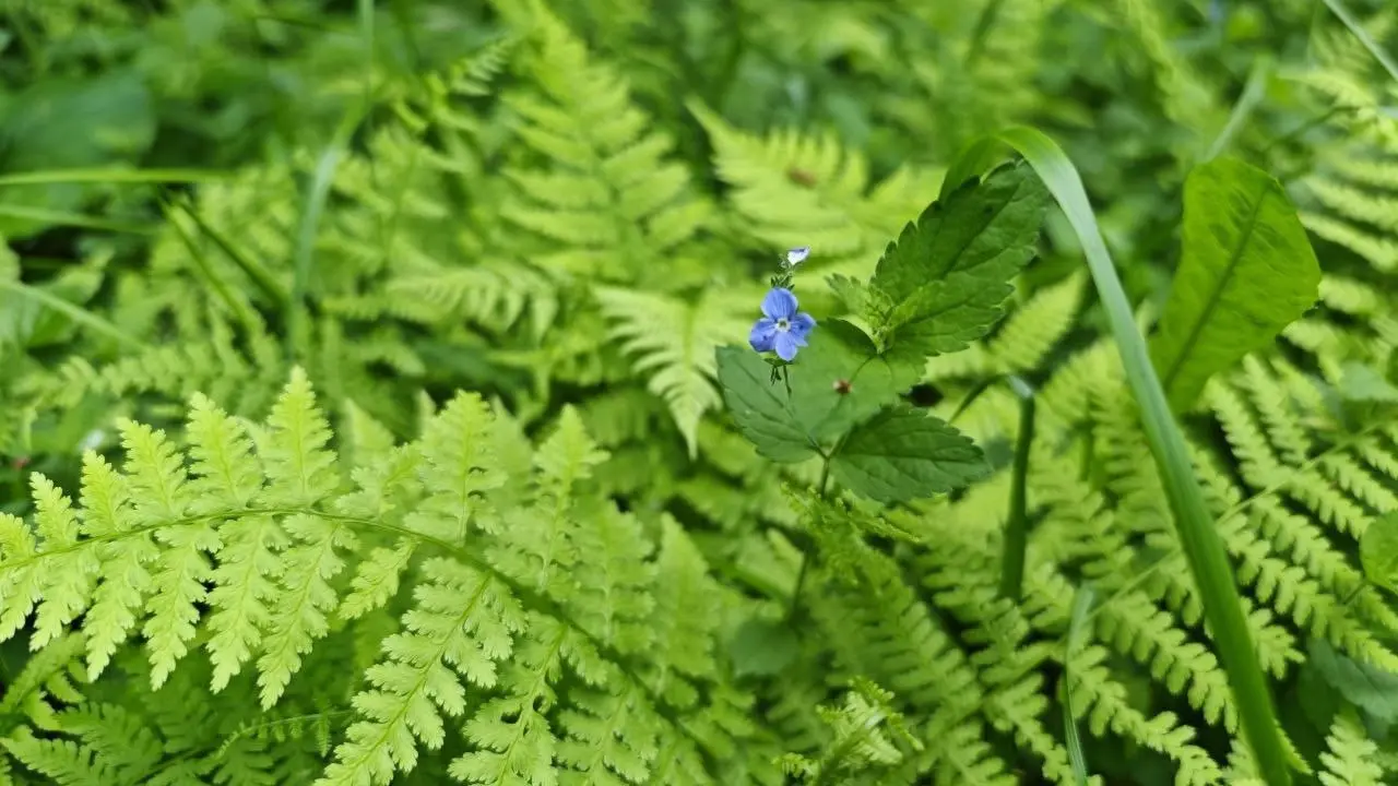 15 июля юные знатоки парка "Фили"