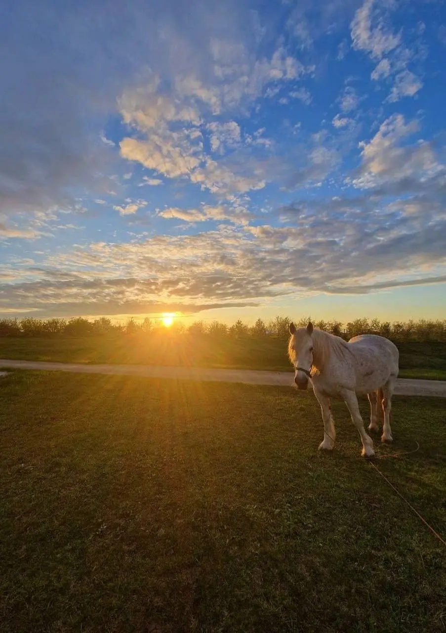 Лошадки и пони в Троицком скиту Серафимо-Дивеевского монастыря