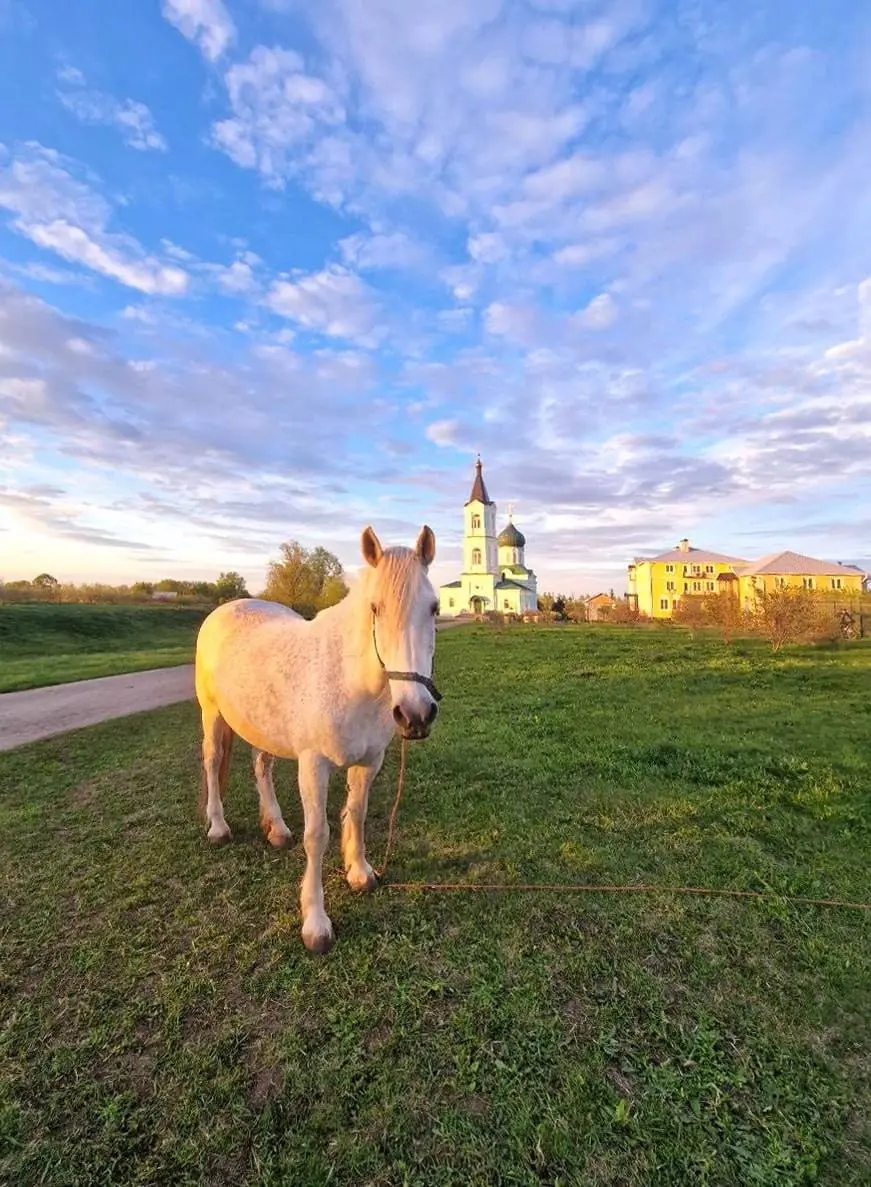 Лошадки и пони в Троицком скиту Серафимо-Дивеевского монастыря